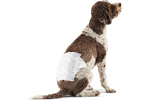 81r2+ntwUKL._AC_UL320_